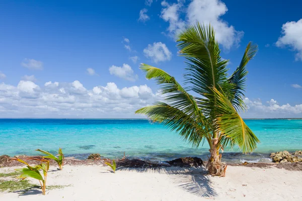 Palmier sur la plage tropicale, île de Saona, mer des Caraïbes — Photo