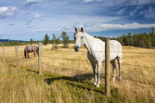 Όμορφο άλογο πίσω από ένα αγρόκτημα φράχτη — Φωτογραφία Αρχείου
