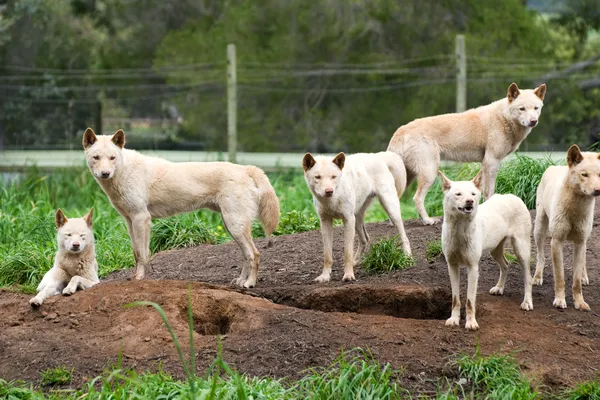 Grupp av australiensiska Dingos (Canis lupus dingo) Stockbild