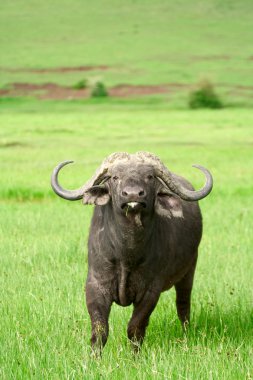 African buffalo (Syncerus caffer) on the grass clipart