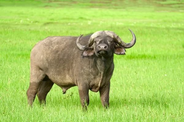 Çimenlerin üzerinde Afrika manda (Syncerus caffer). Fotoğraf ta yapıldı