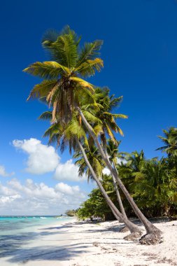 Palm ağaçlar tropikal plaj, saona adadan, Karayip Denizi