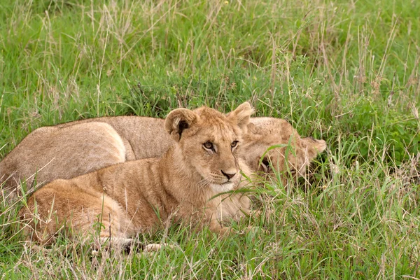 Два львёнка лежат на траве в африканской саванне. — стоковое фото