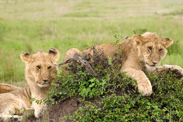 Twee leeuwenwelpen liggen op het gras in de Afrikaanse savanne — Stockfoto