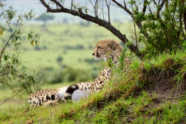 Cheetah in african savannah, Masai Mara National Park, Kenya
