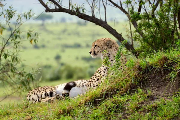 アフリカのサバンナ、マサイマラ国立公園、ケニアのチーター — ストック写真