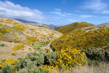Yeni Zelanda manzara. Sarı çiçeklerle kaplı dağları.