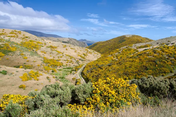 Nowa Zelandia krajobraz. góry pokryte przez żółte kwiaty. — Zdjęcie stockowe