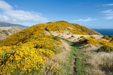 New Zealand landscape. Mountains covered by yellow flowers. clipart