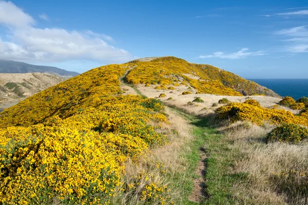 stock image New Zealand landscape. Mountains covered by yellow flowers.