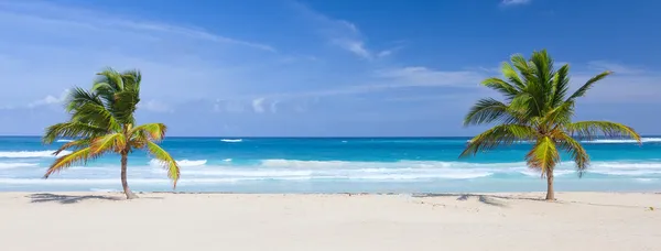 Две пальмы на тропическом пляже, Доминиканская Республика Стоковое Изображение