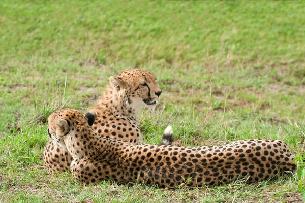 Twee Afrikaanse cheeta's liggen op het gras, masai mara Nationaalpark, Kenia — Stockfoto