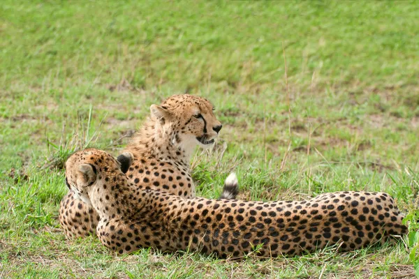 Два африканских гепарда лежат на траве, Национальный парк Масаи Мара, Кения Лицензионные Стоковые Фото