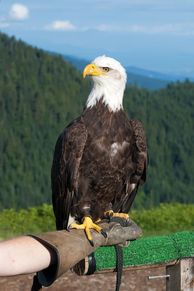 Kel kartal. Kuzey Amerika'da bulunan yırtıcı kuş. ABD sembolü.