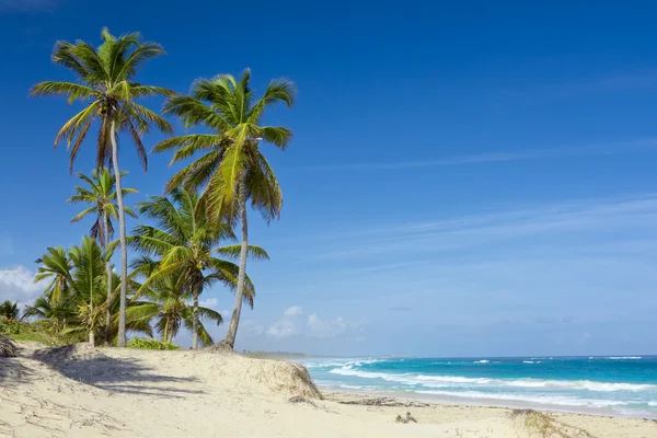 Tropik sahilde palmiye ağaçları, Dominik Cumhuriyeti — Stok fotoğraf