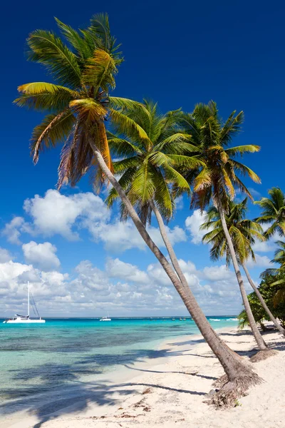 Palmeiras na praia tropical, Mar do Caribe, República Dominicana — Fotografia de Stock