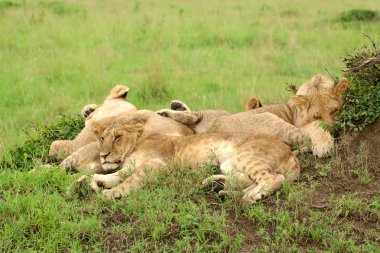 Three lion cubs sleeping on the grass in African savannah clipart