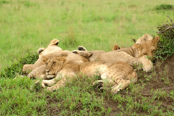 Три львенка спят на траве в африканской саванне — стоковое фото