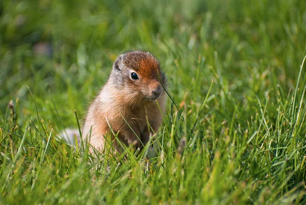 Columbian Ground Squirrel (Urocitellus columbianus) di rumput — Stok Foto