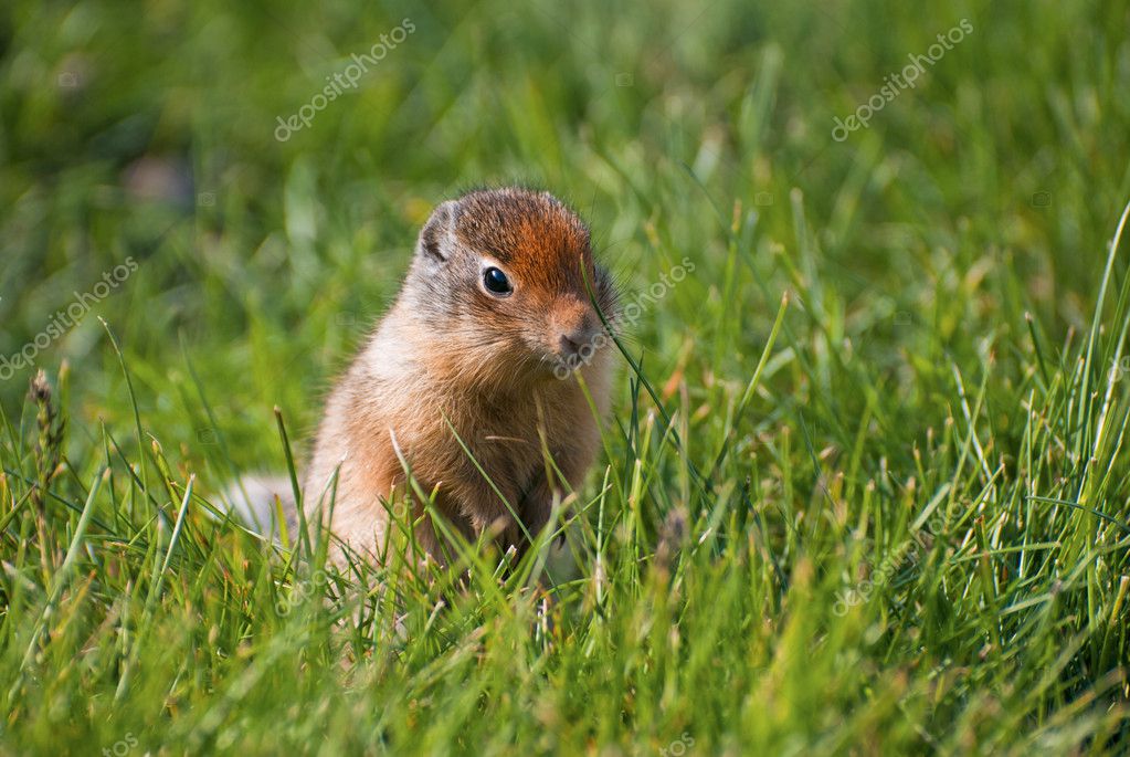 Columbian Ground Squirrel (Urocitellus columbianus) in the grass Stock ...