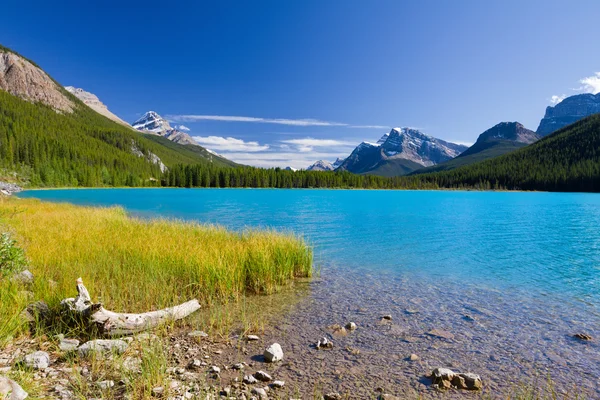 Jezero vodní ptactvo, národní park banff, Kanada — Stock fotografie