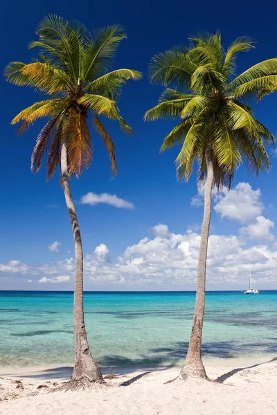 Two palm trees on a tropical beach, Saona Island, Caribbean Sea, — Stock Photo, Image