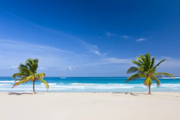Twee palmbomen op een tropisch strand, bavaro, punta cana, domini Rechtenvrije Stockafbeeldingen