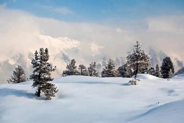 Árboles cubiertos de heladas y nieve en las montañas —  Fotos de Stock