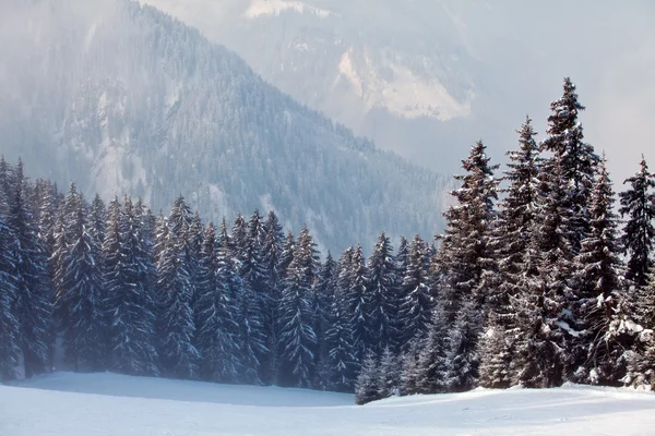 ป่าหิมะ — ภาพถ่ายสต็อก