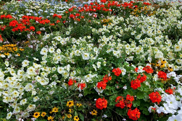 Bloemen veld — Stockfoto