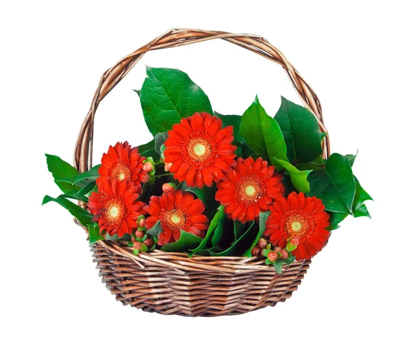 Gerbera flores na cesta — Fotografia de Stock
