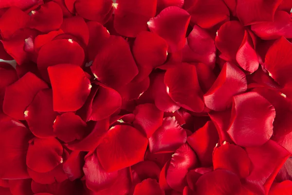 stock image Red rose petals