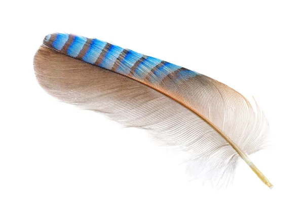 Feather of a Eurasian jay on white — Stock Photo, Image