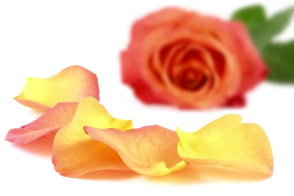 Mooie bloemblaadjes tegenover een roos — Stockfoto