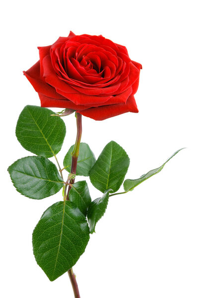 Perfect red rose on white
