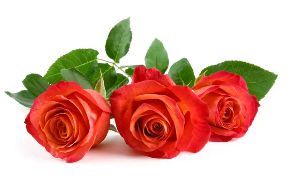 Tři krásné červené růže na bílém pozadí — Stock fotografie
