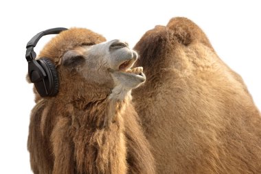 Camel with headphones singing passionately clipart