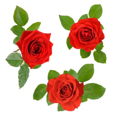 Set of three open red roses with leaves clipart