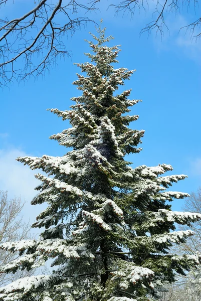Abeto alto cubierto de nieve y cielo azul — Foto de Stock