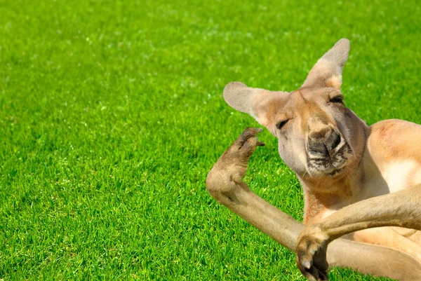 Humano engraçado olhar canguru em um gramado — Fotografia de Stock