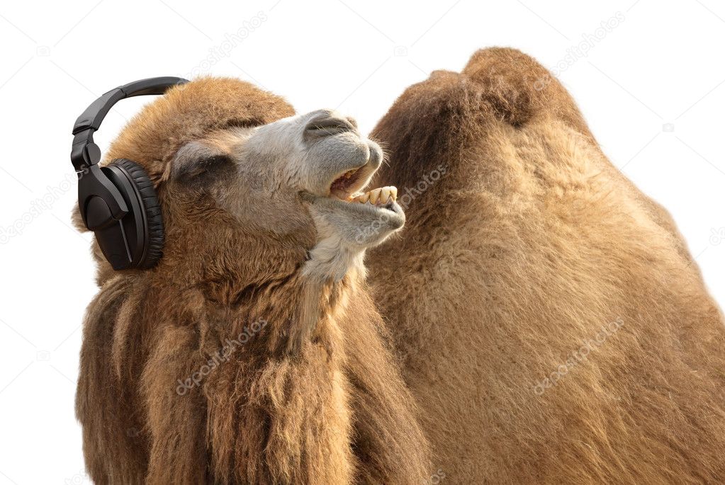 Camel with headphones singing passionately