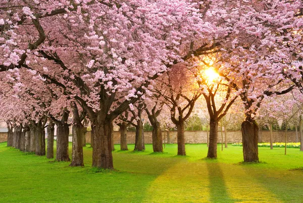 Fascinating springtime scenery — Stock Photo, Image