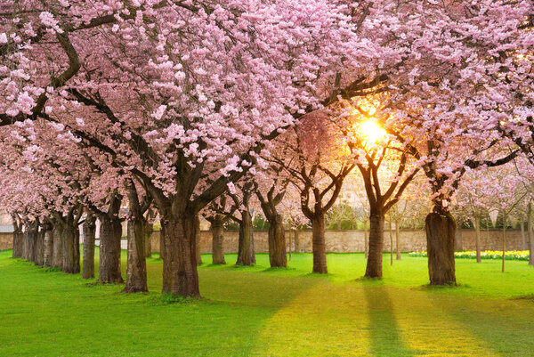 Fascinating springtime scenery