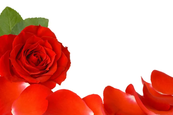 Rote Rose und Blütenblätter Rand — Stockfoto