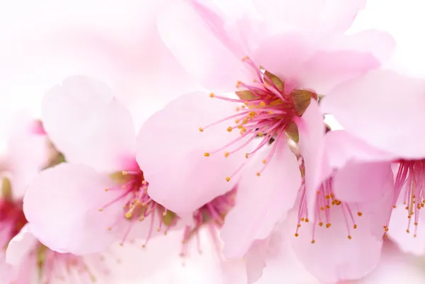 Sonho de flores de cerejeira — Fotografia de Stock