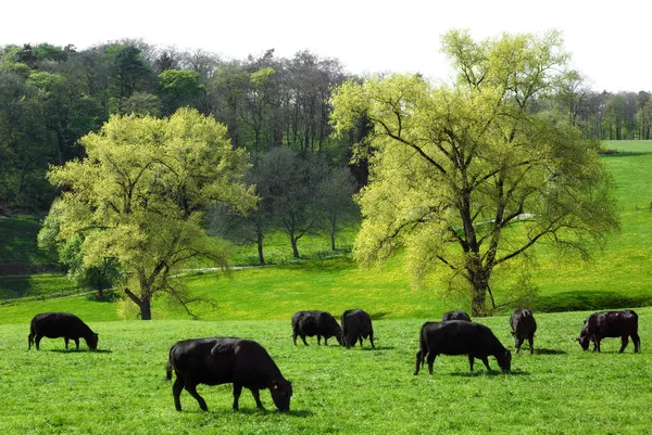Идиллический зеленый пейзаж с выпасом коров — стоковое фото