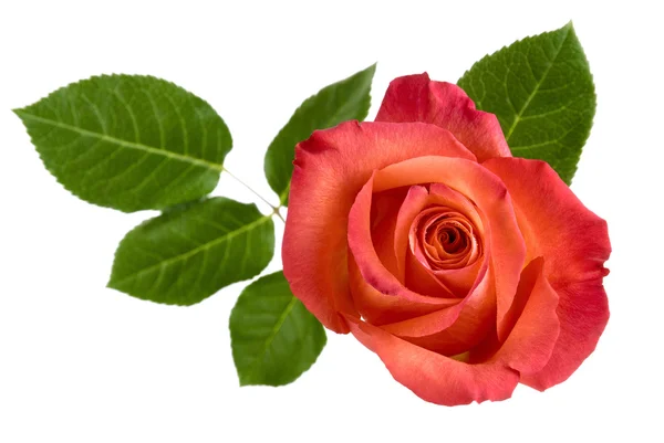 Draufsicht auf isolierte rote Rose mit Blättern — Stockfoto