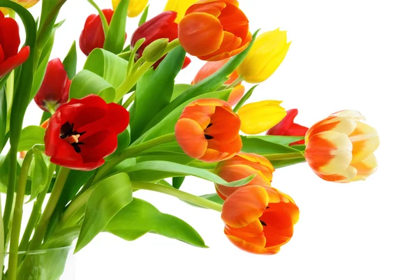 Bouquet coloré de tulipes sur blanc — Photo