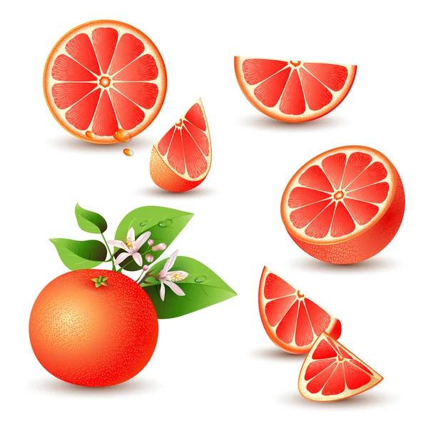 Čerstvé grapefruity s květinami — Stockový vektor