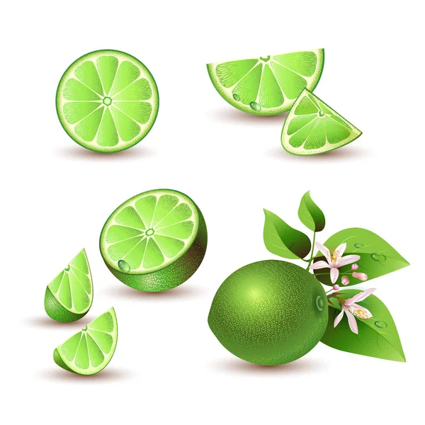 Fresh lime with flowers — Stock Vector